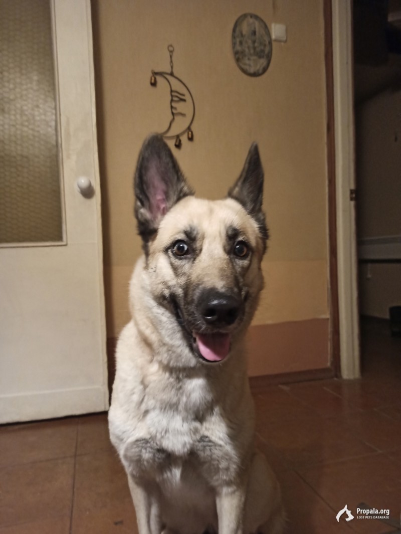 Найдена собака