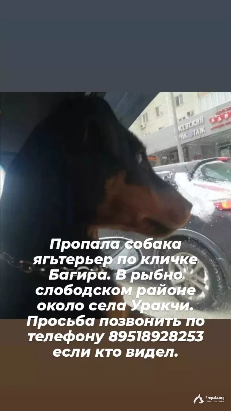 Пропала собака