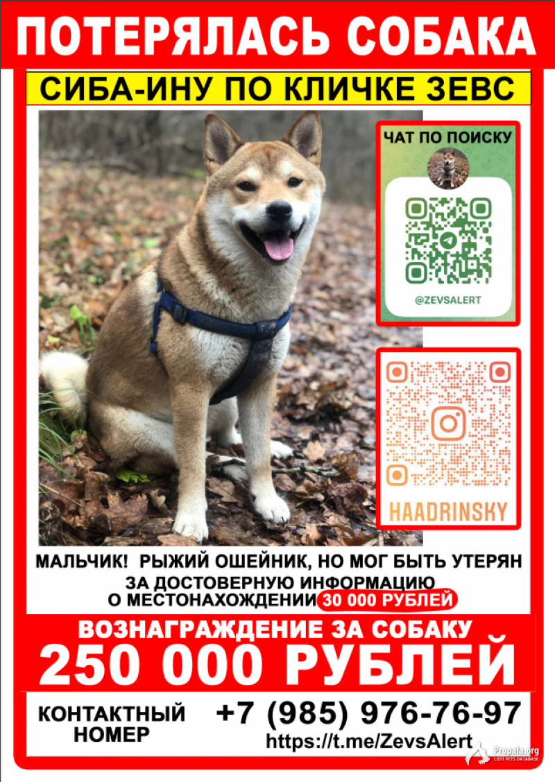 Потерялась собака Сиба-ину , самец