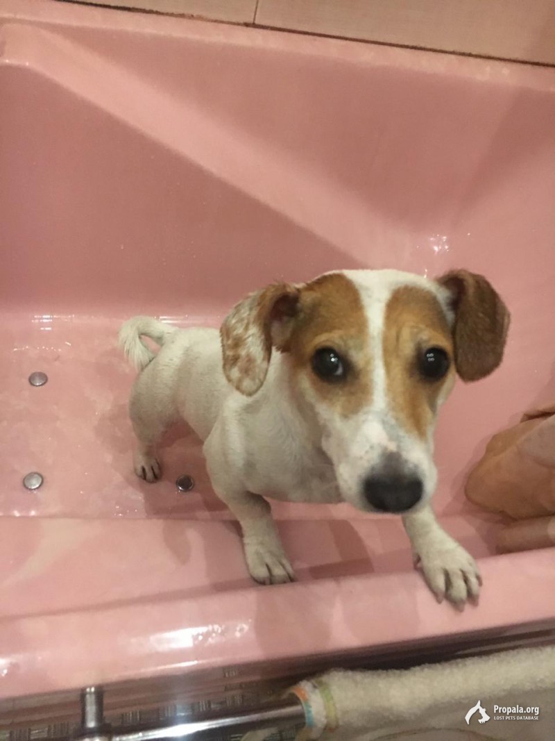 Пропала собака джек-рассел терьер, Шатурторф