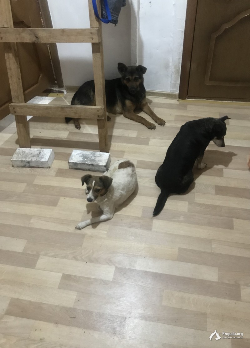 помогите пристроить собак