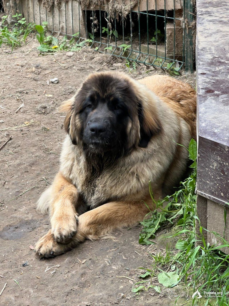 Пропал Леонбергер девочка