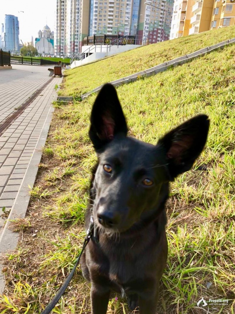Пропала собака в Митинском парке!
