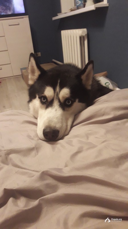 Пропала собака хаски (кличка Север)