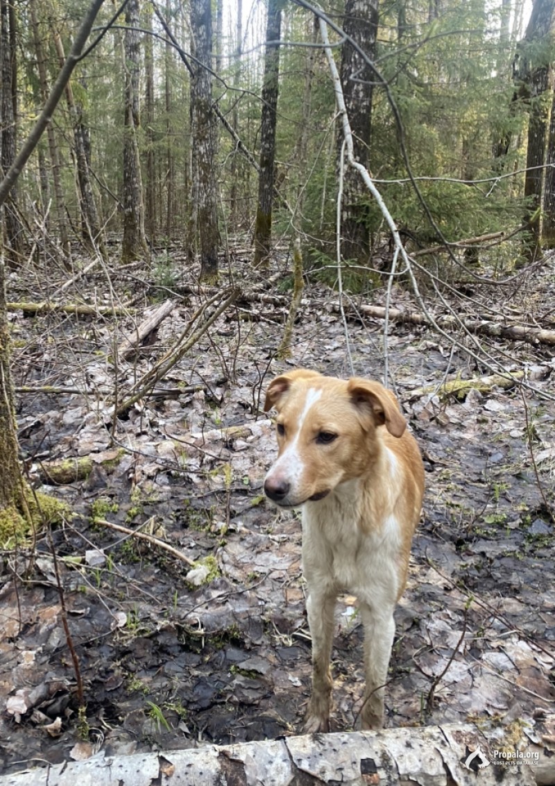 Пропал кобель