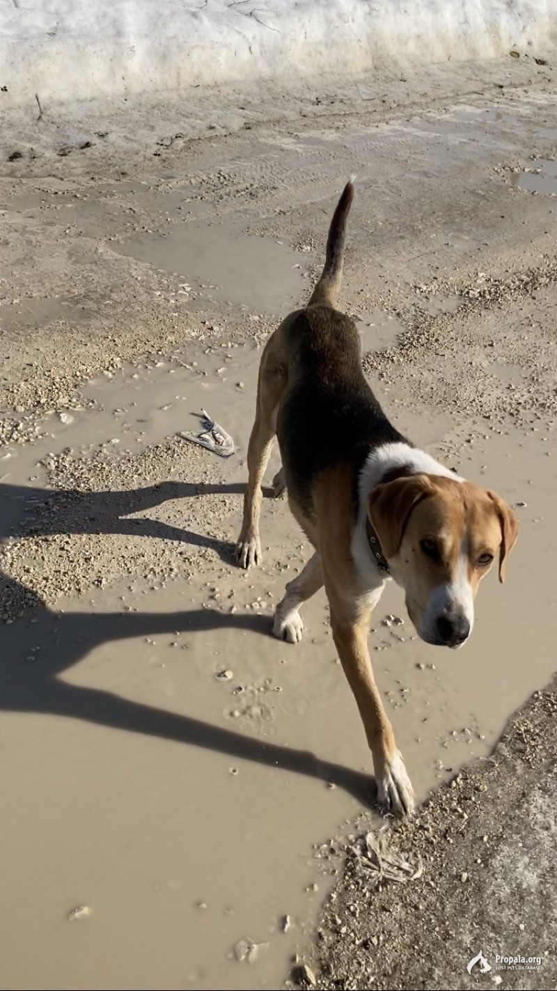 ПОТЕРЯЛСЯ ОХОТНИЧИЙ ПЁС!!!