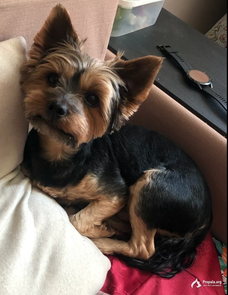 Пропала собака. Йорк!