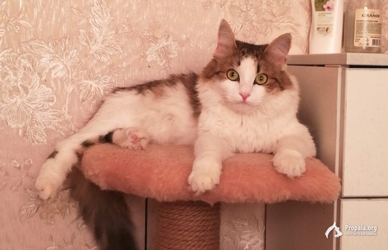 Пропала кошка