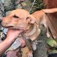 Нашли потерявшегося щенка возле Рощи в Краснодаре