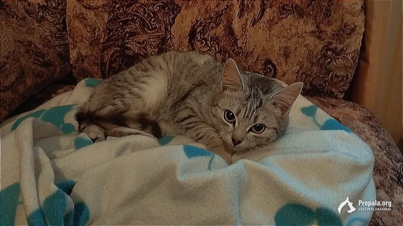 Найдена кошка