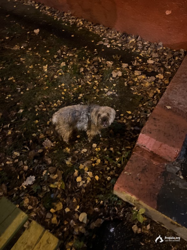 Русская Цветная болонка