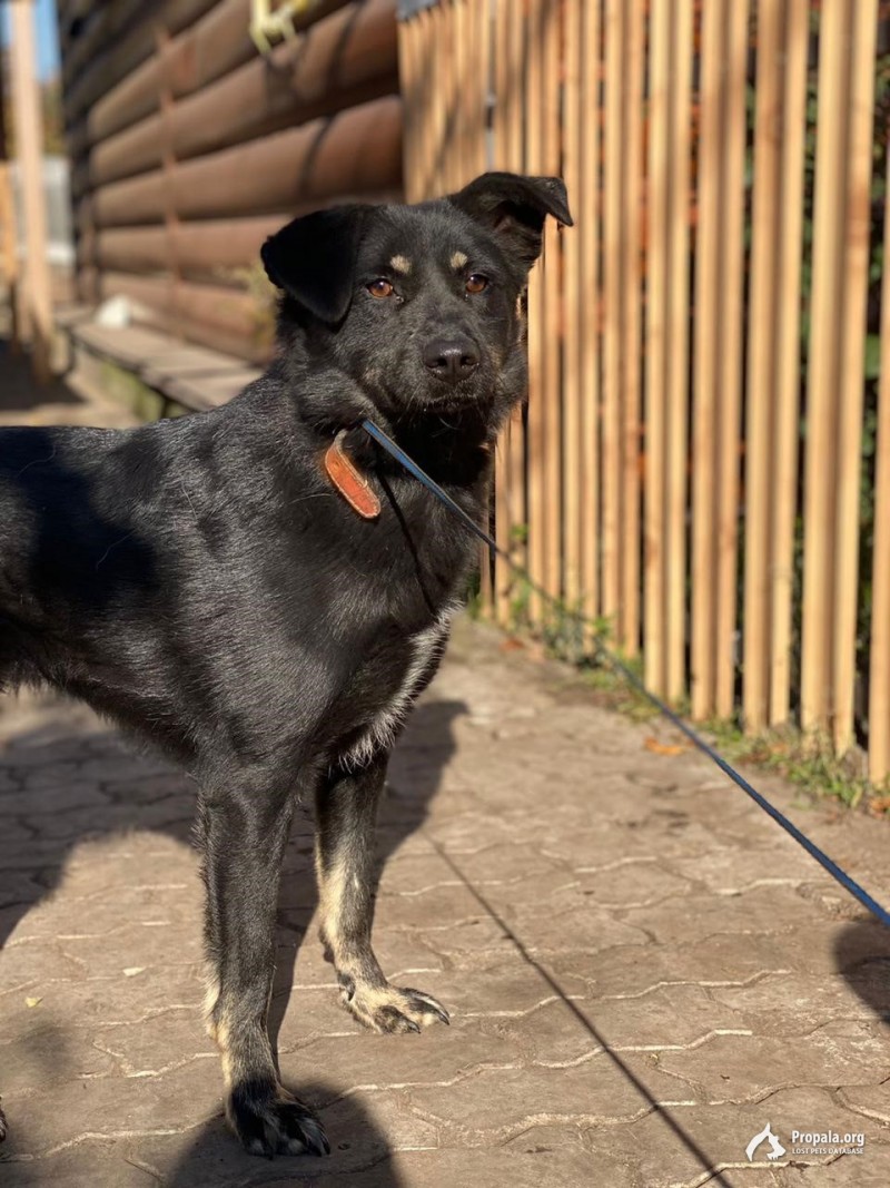 Пропала собака,девочка, среднего размера,пугливая