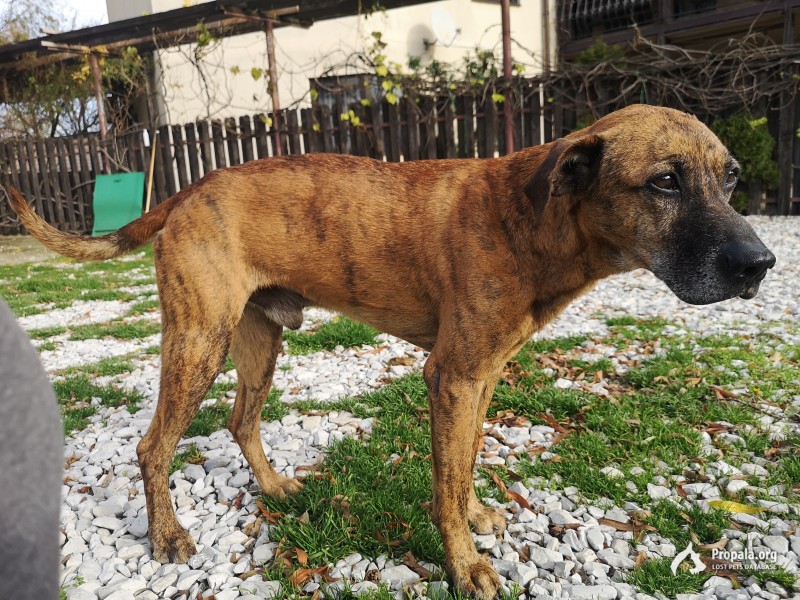 Найден кобель в Архипо-Осиповке