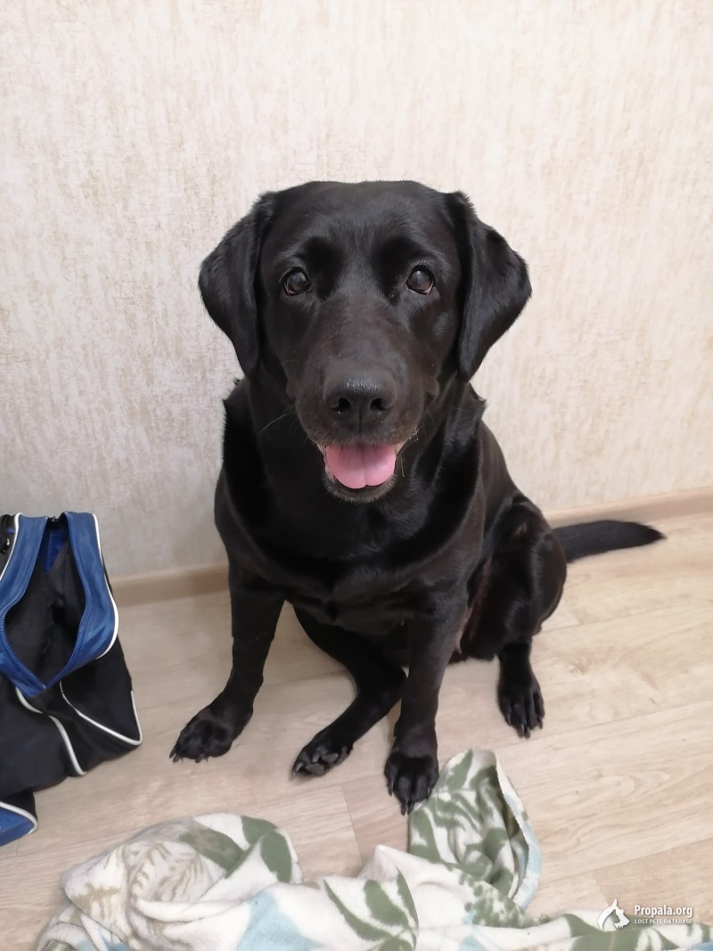 Пропала собака. Лабрадор, окрас черный, девочка