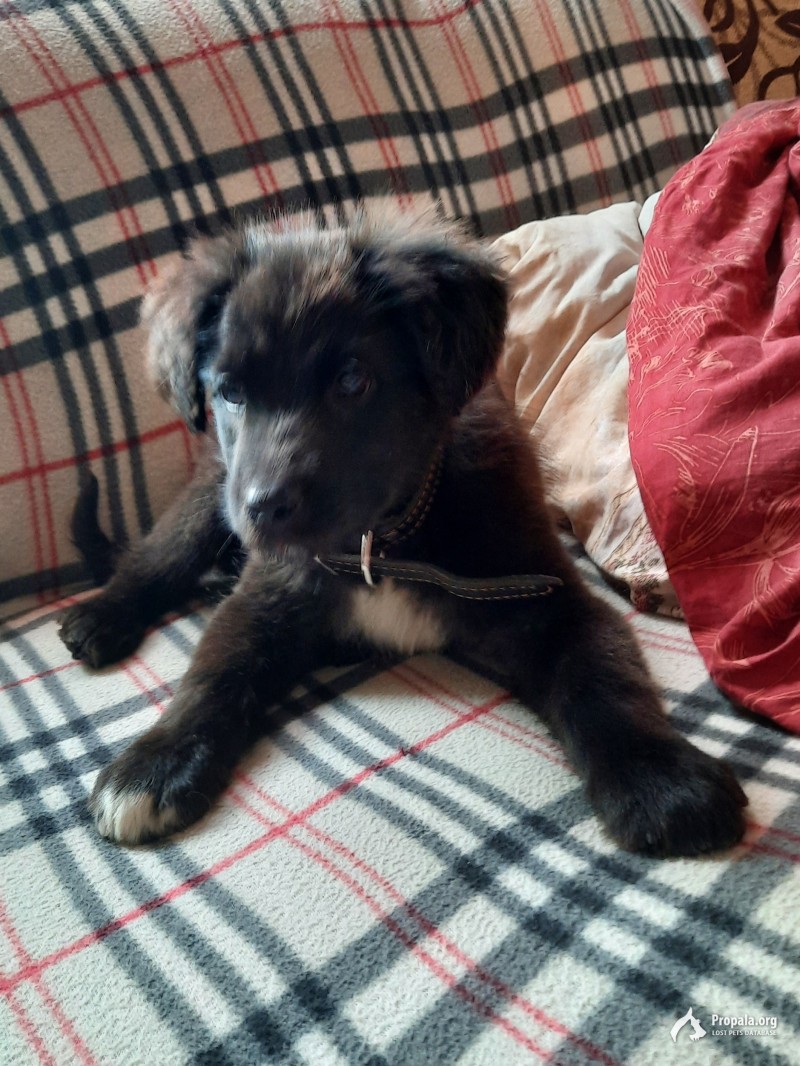 Отдам щенка в добрые ручки