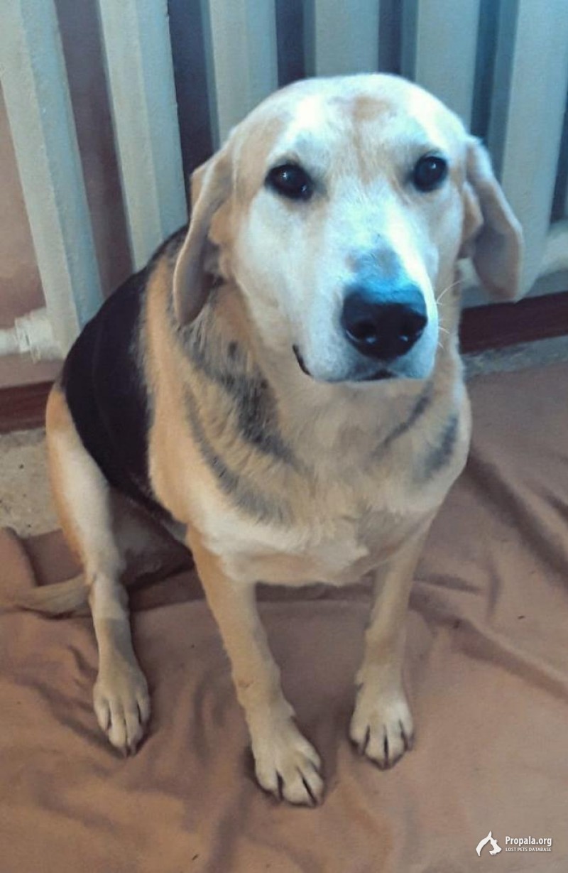 Пропала собака (русская гончая)