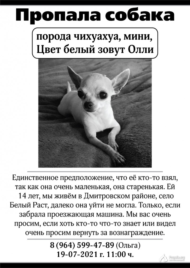 Пропала собака!