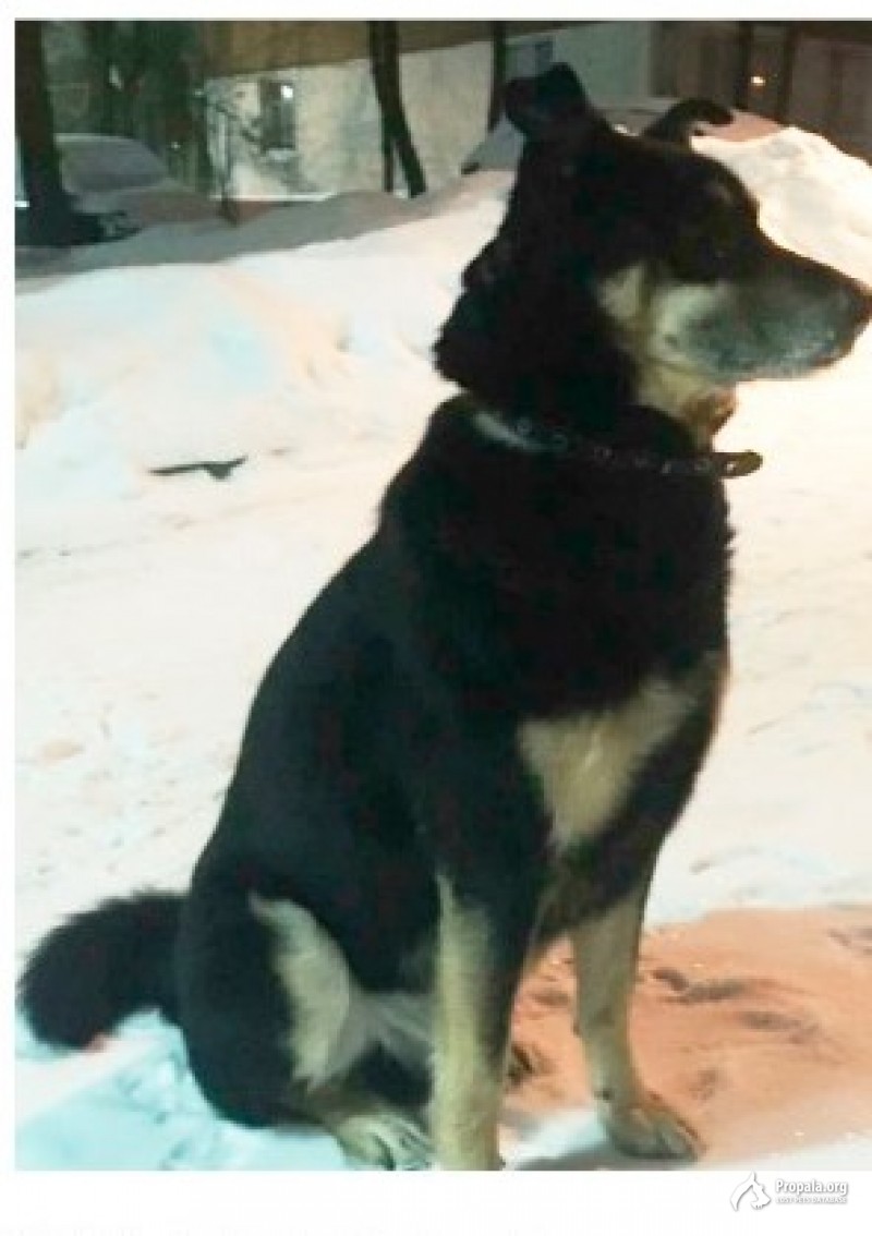 Найден пес, в ошейнике, знает команды