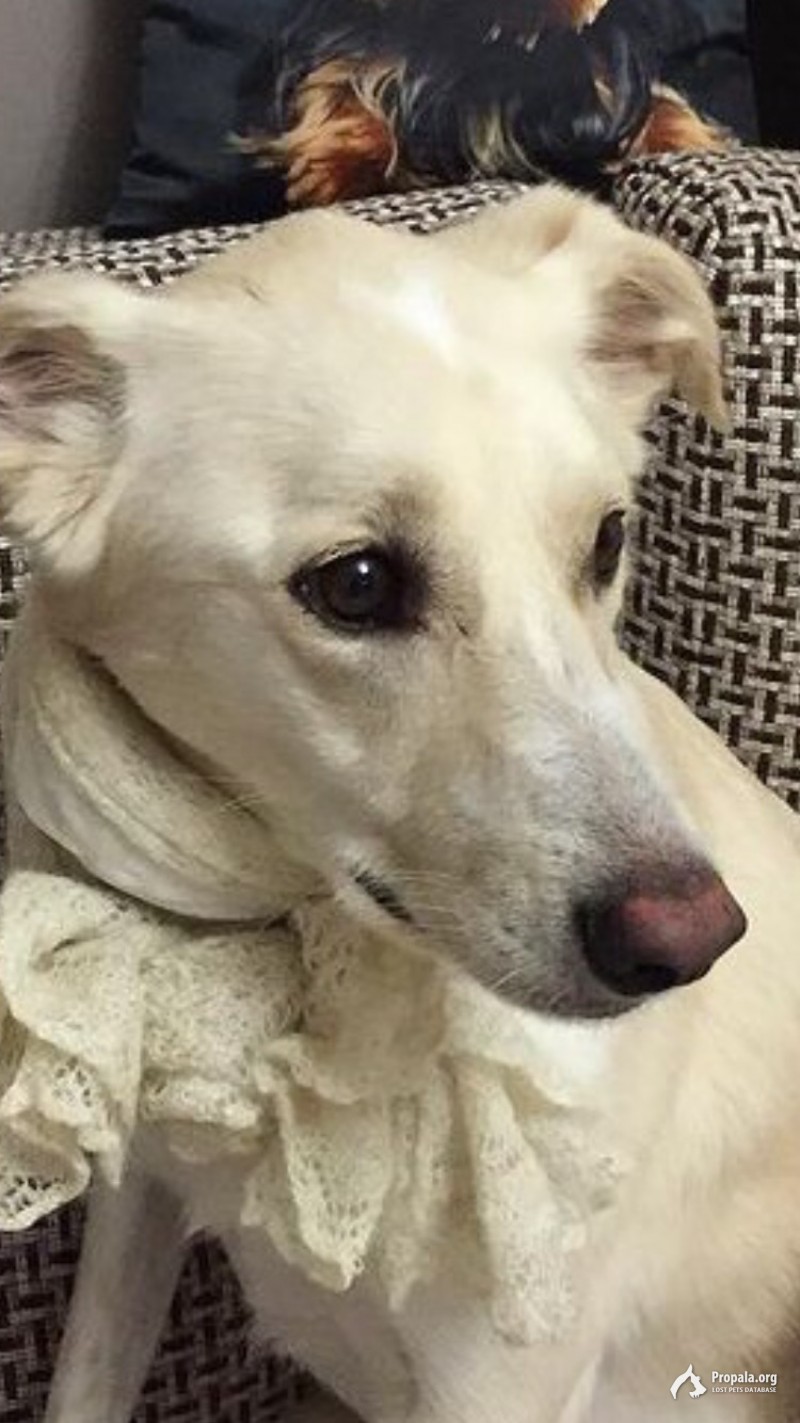 с. Успенское пропала собака, дворняжка