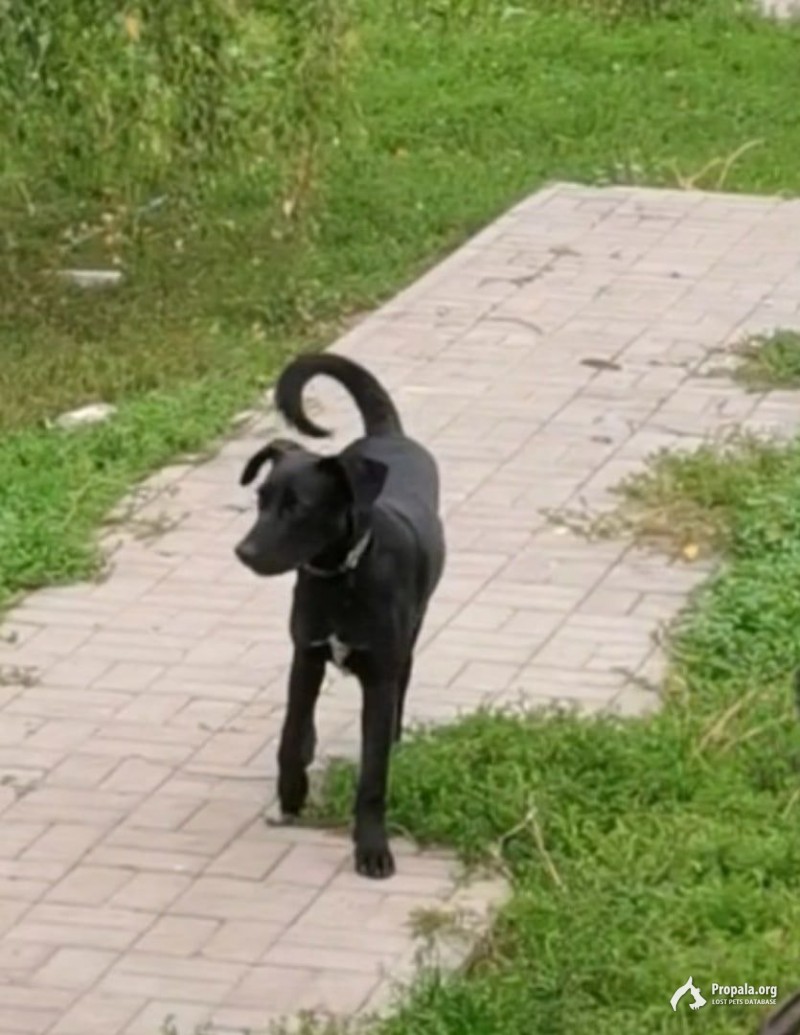 Потерялась собака в районе города Подольск  