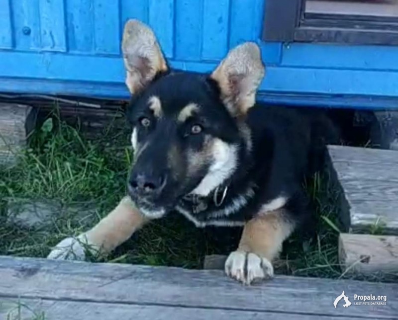 Пропал Щенок восточно-европейской овчарки
