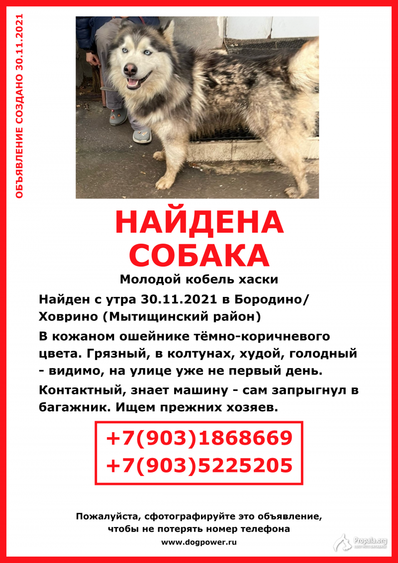 НАЙДЕН КОБЕЛЬ ХАСКИ. ИЩЕМ ПРЕЖНИХ ХОЗЯЕВ!