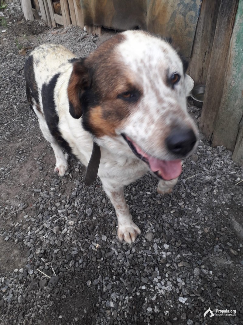 Пропала собака