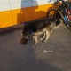 Найдена Собака с ошейником в г. Домодедово