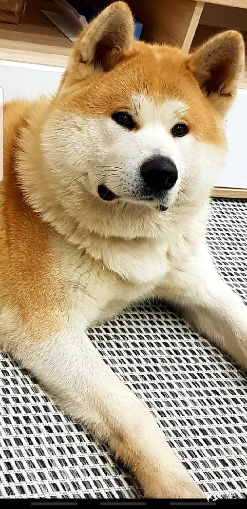 Пропала Акита