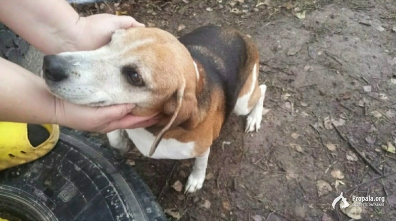 Найдена эстонская гончая