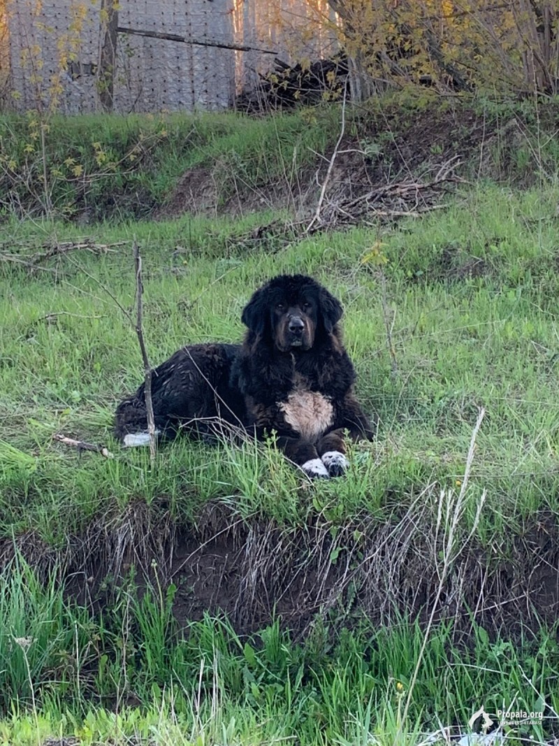 Черная собака с белым пятном на груди