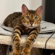 ПРОПАЛА КОШКА БЕНГАЛЬСКАЯ ДУСЯ