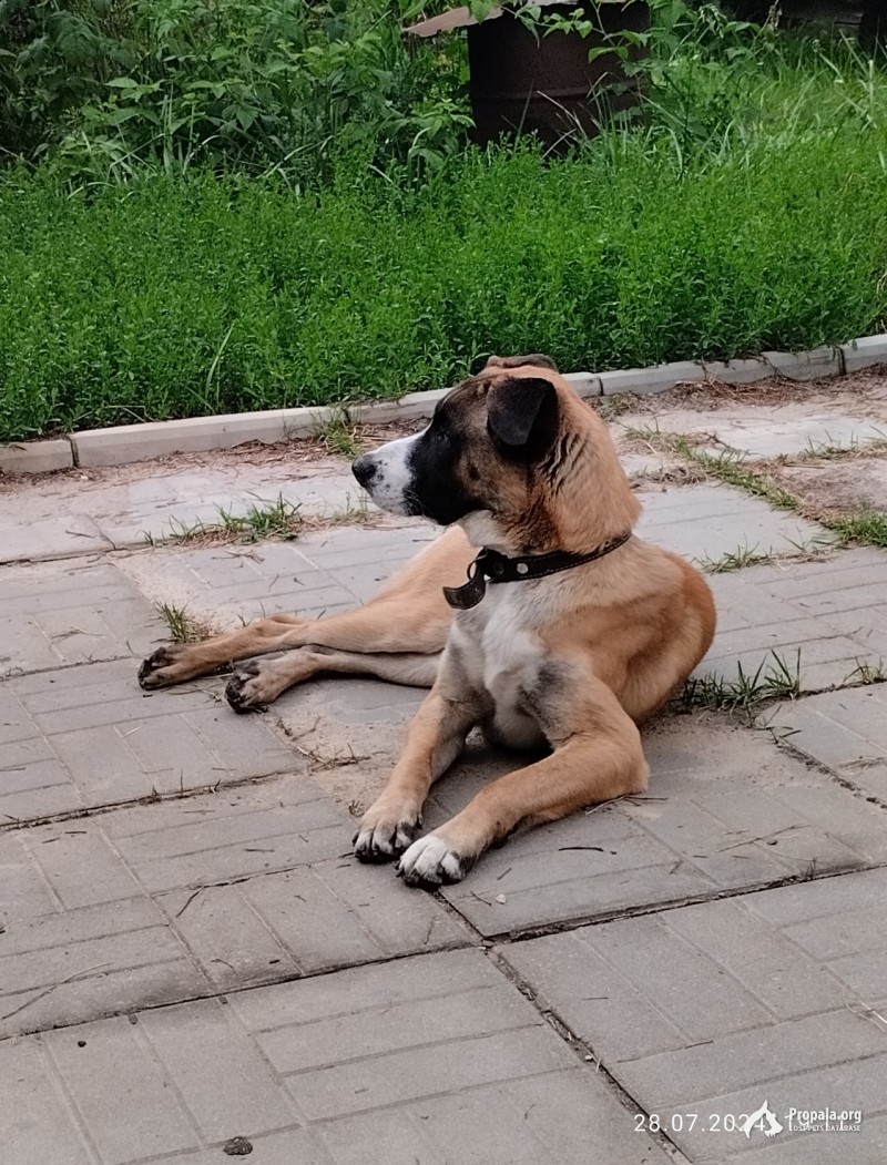 Пропала собака