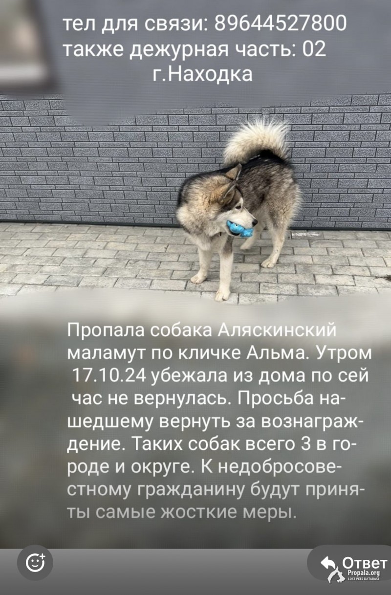 Пропала собака