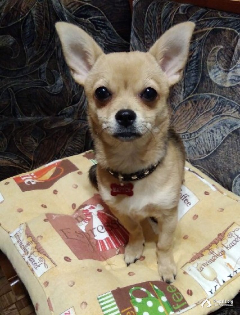 Пропала собака!!!