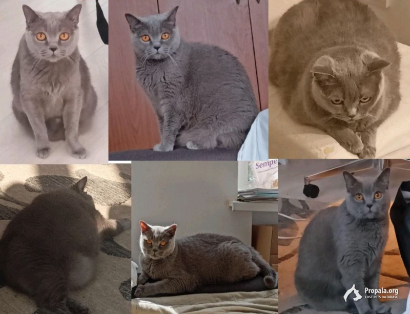 Пропала кошка шотландская серая