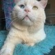 кот ОРБИТ пост ШАНС