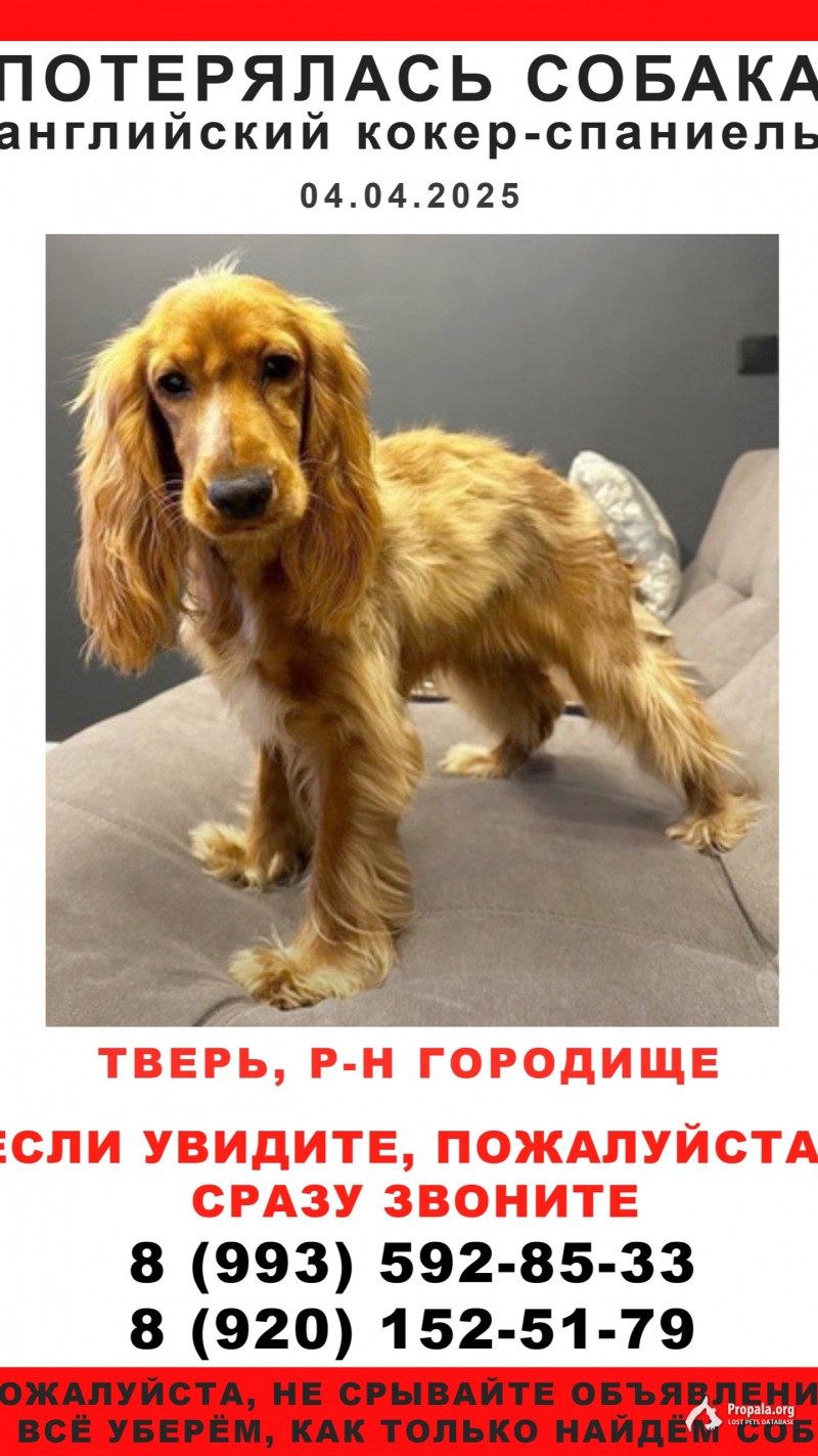 Ищем! Верните!