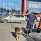 Потеряшка