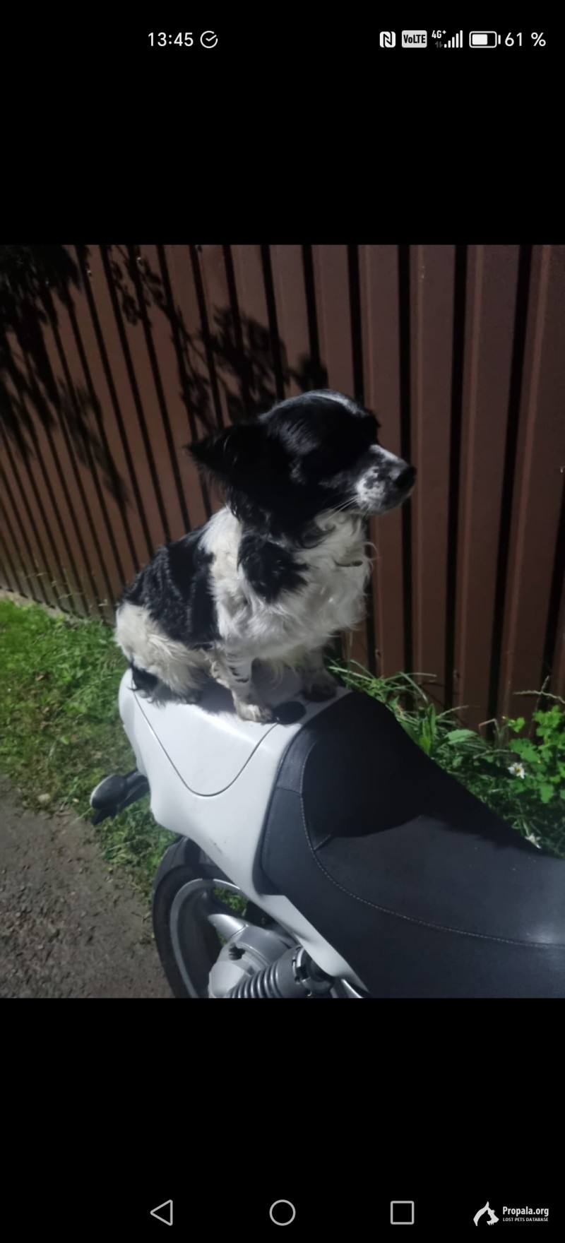 Срочный поиск!!!Пропала собака!
