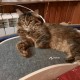 Пропала кошка Пушкинский р-н., пос. Зверосовхоз