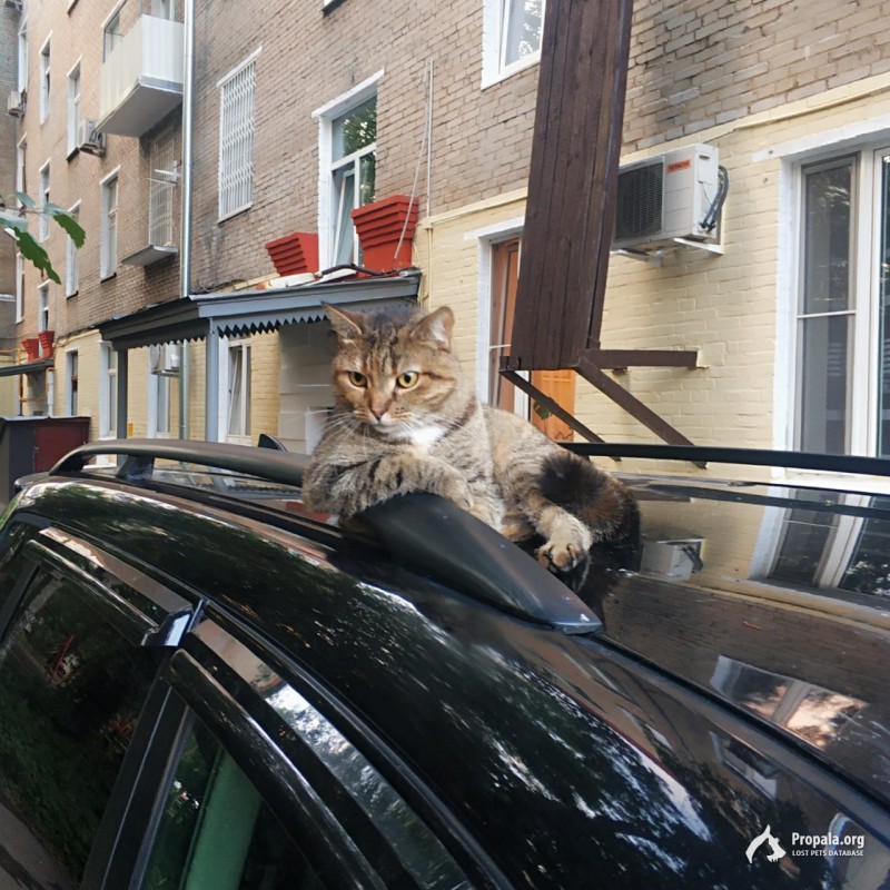 Пропала кошка, в Марьиной Рощи