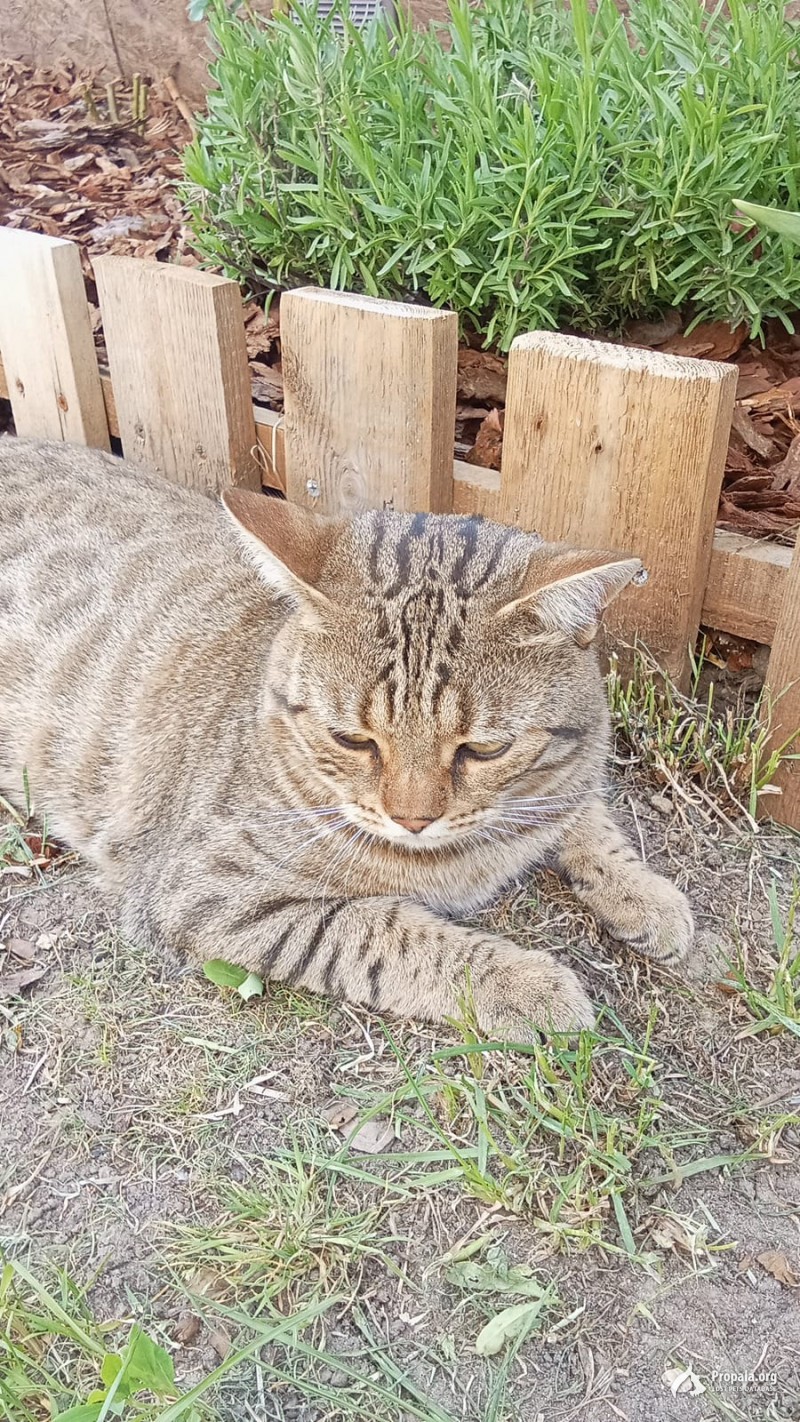 пропал кот в районе ямкино