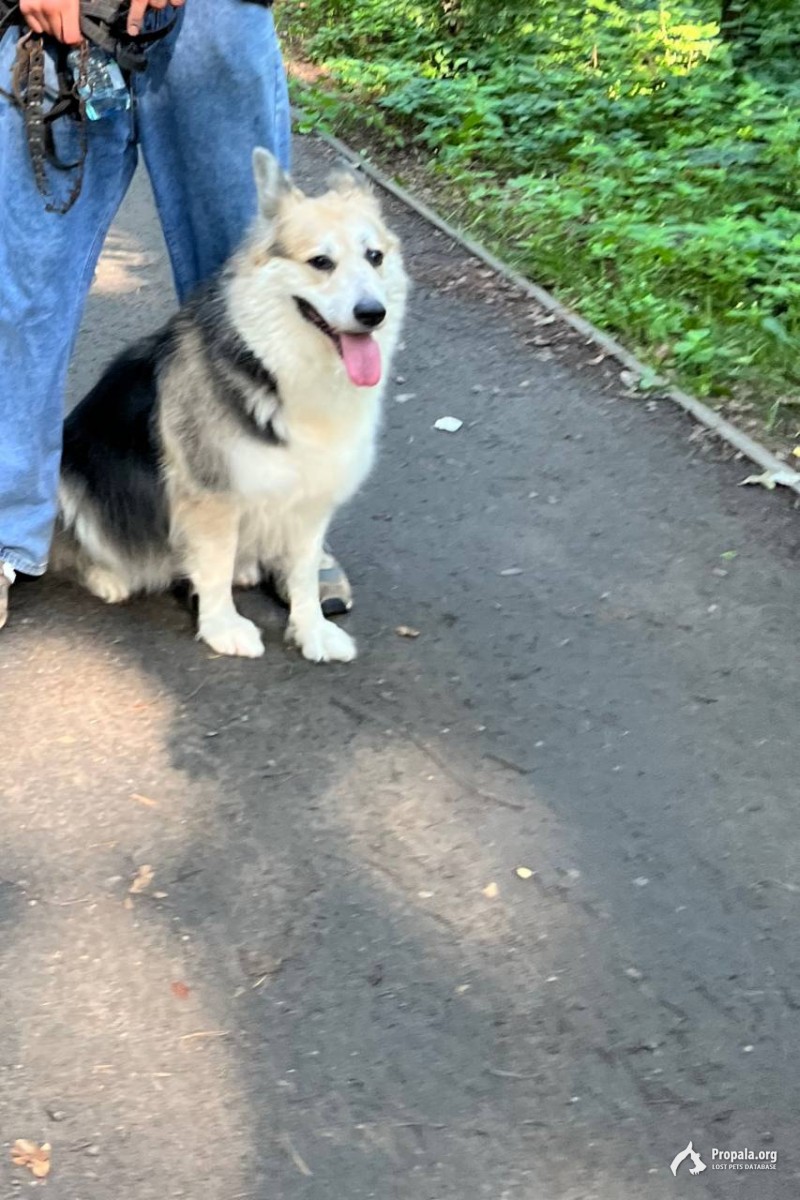 Пропала собака!!!! Ликино дулево