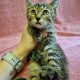 Котенок Портос