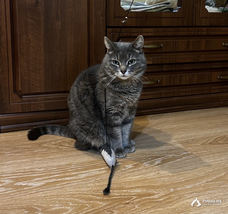 Пропал серый котик