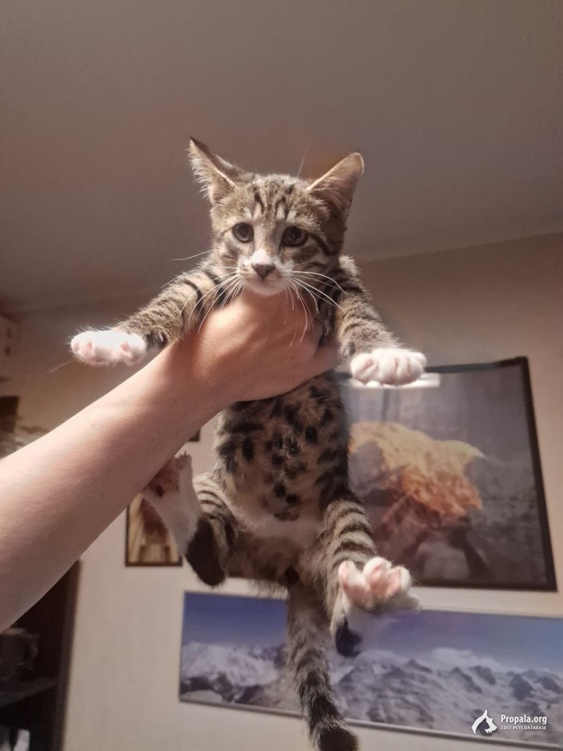 Котенок Арамис