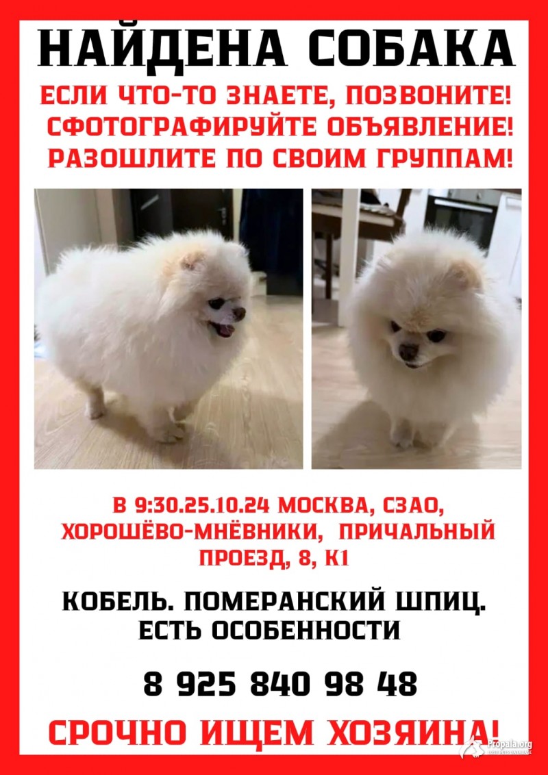 Найден Шпиц