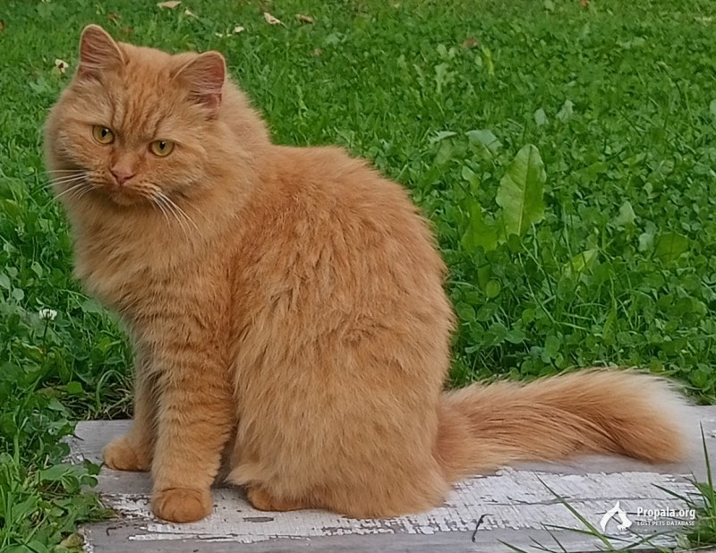 Пропала кошка