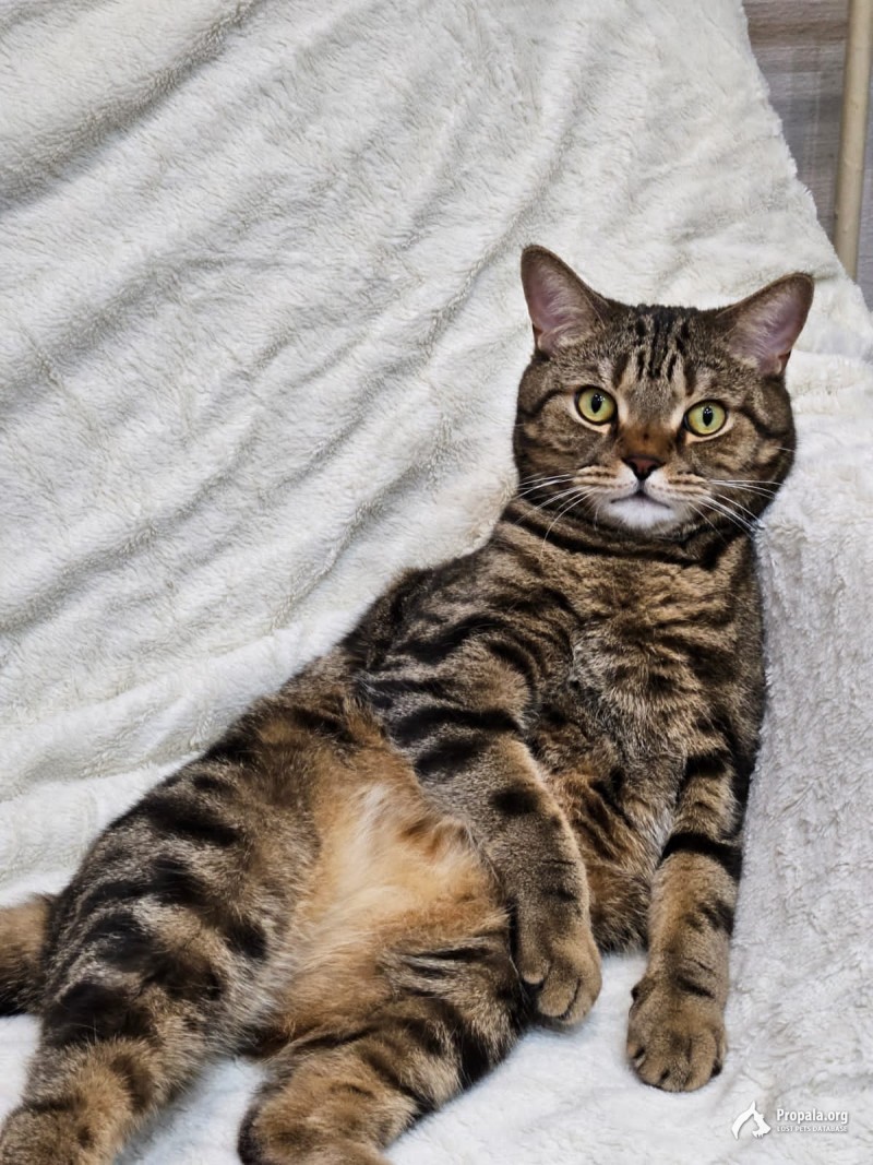 Пропал кот в Казани